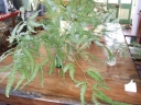 200600026.jpg