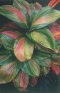 ./Images/Flowers20030001.jpg