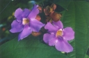 ./Images/Flowers20030003.jpg