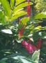 ./Images/Flowers20030004.jpg