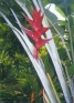 ./Images/Flowers20030005.jpg