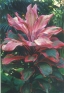 ./Images/Flowers20030008.jpg