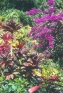 ./Images/Flowers20030009.jpg