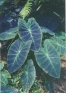 ./Images/Flowers20030010.jpg