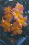 ./Images/Flowers20030011.jpg