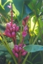 ./Images/Flowers20030012.jpg
