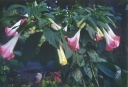 ./Images/Flowers20030013.jpg