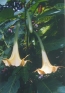 ./Images/Flowers20030014.jpg