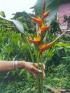 ./Images/Flowers20030015.jpg