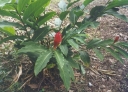 ./Images/Flowers20030016.jpg