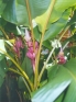 ./Images/Flowers20030017.jpg