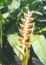 ./Images/Flowers20030018.jpg