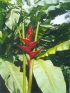 ./Images/Flowers20030019.jpg