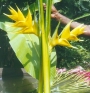 ./Images/Flowers20030020.jpg