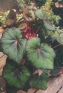 ./Images/Flowers20030021.jpg