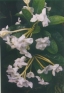 ./Images/Flowers20030022.jpg