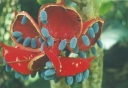 ./Images/Flowers20030023.jpg