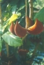 ./Images/Flowers20030024.jpg