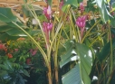 ./Images/Flowers20030025.jpg