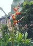 ./Images/Flowers20030026.jpg