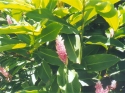 ./Images/Flowers20030027.jpg