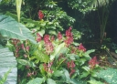 ./Images/Flowers20030028.jpg