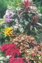 ./Images/Flowers20030029.jpg