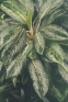 ./Images/Flowers20030030.jpg