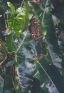 ./Images/Flowers20030031.jpg