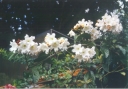 ./Images/Flowers20030033.jpg