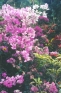 ./Images/Flowers20030035.jpg