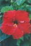 ./Images/Flowers20030036.jpg