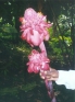 ./Images/Flowers20030039.jpg