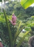 ./Images/Flowers20030040.jpg