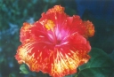 ./Images/Flowers20030041.jpg