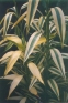 ./Images/Flowers20030042.jpg