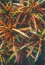 ./Images/Flowers20030043.jpg