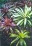 ./Images/Flowers20030044.jpg
