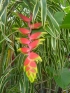 ./Images/Flowers20030045.jpg
