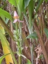 ./Images/Flowers20030046.jpg