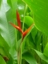 ./Images/Flowers20030048.jpg