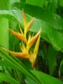 ./Images/Flowers20030049.jpg