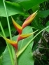 ./Images/Flowers20030050.jpg