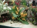 ./Images/Flowers20030051.jpg