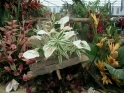 ./Images/Flowers20030052.jpg