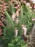 ./Images/Flowers20030053.jpg