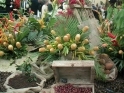 ./Images/Flowers20030055.jpg