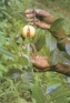 ./Images/Flowers20030056.jpg