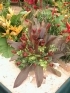 ./Images/Flowers20030057.jpg