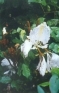 ./Images/Flowers20030058.jpg
